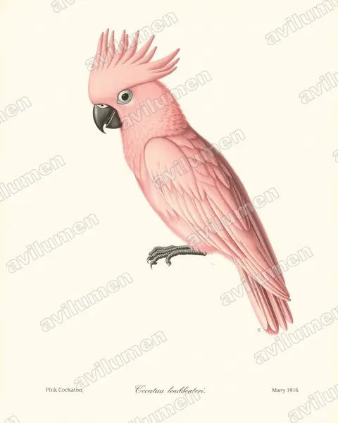 Ilustración en Lámina antigua: Cacatua leadbeateri (Lophochroa leadbeateri)