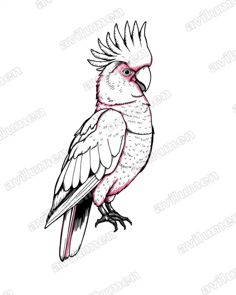 Ilustración en Tinta: Cacatua leadbeateri (Lophochroa leadbeateri)