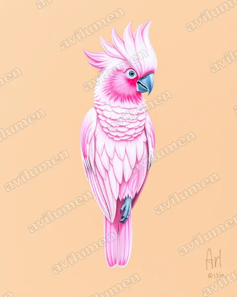 Ilustración en Lápiz de color: Cacatua leadbeateri (Lophochroa leadbeateri)