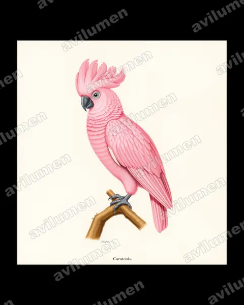 鲑色凤头鹦鹉（Cacatua moluccensis）的古典图版插画