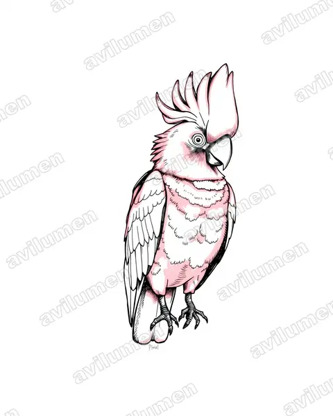 鲑色凤头鹦鹉（Cacatua moluccensis）的钢笔墨线插画