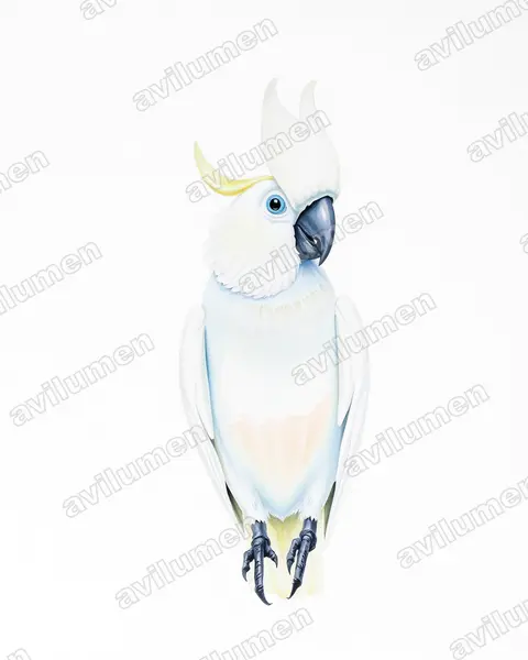 Illustration Aquarelle : Cacatua ophthalmica (Cacatoès aux yeux bleus)