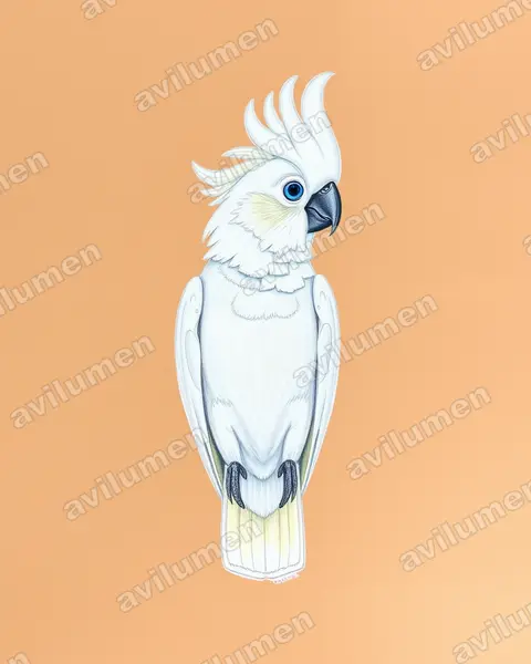 Illustration Crayon de couleur : Cacatua ophthalmica (Cacatoès aux yeux bleus)
