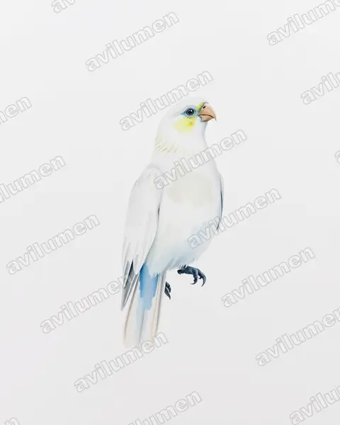 Ilustración en Acuarela: Cacatua pastinator (Cacatúa cavadora​)