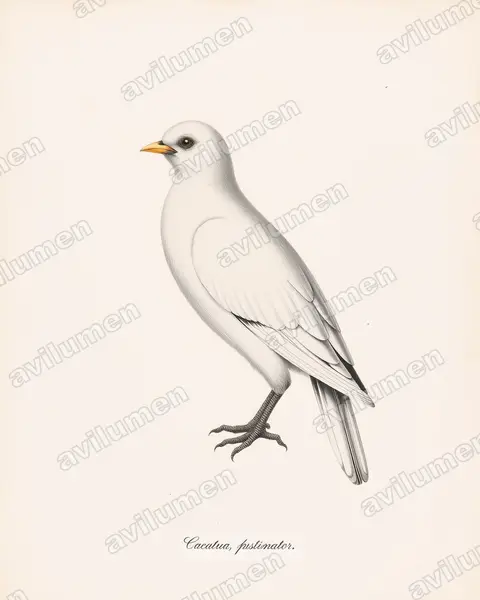 Ilustración en Lámina antigua: Cacatua pastinator (Cacatúa cavadora​)