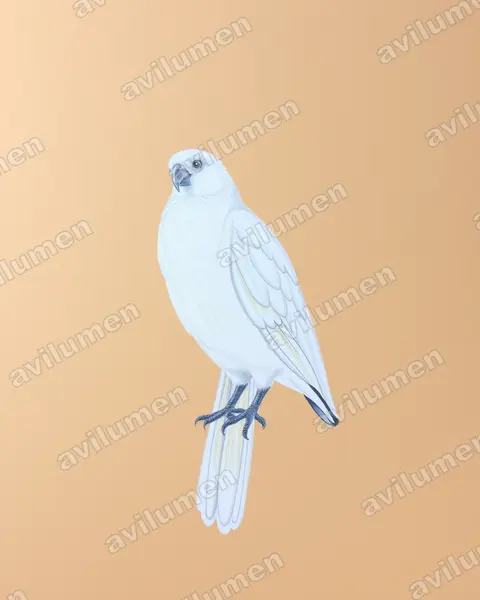 Ilustración en Lápiz de color: Cacatua pastinator (Cacatúa cavadora​)