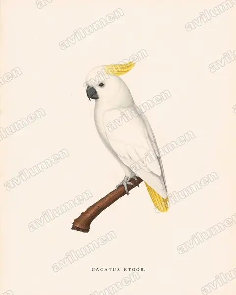 Ilustración en Lámina antigua: Cacatua sulphurea (Cacatúa Sulfúrea)
