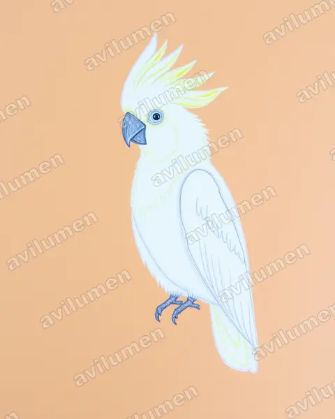 Ilustración en Lápiz de color: Cacatua sulphurea (Cacatúa Sulfúrea)