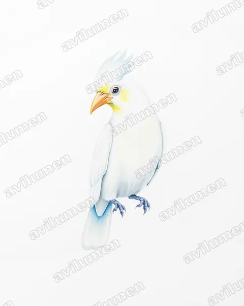 Illustration im Stil Aquarell: Nasenkakadu (Cacatua tenuirostris)