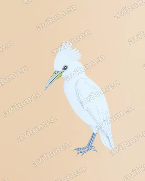 Illustration im Stil Buntstift: Nasenkakadu (Cacatua tenuirostris)