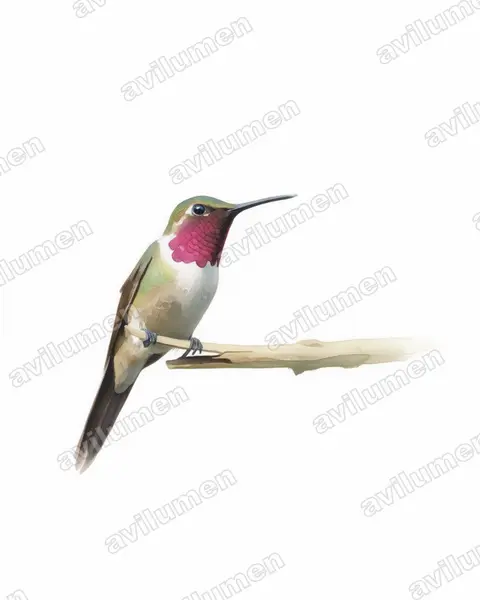 Illustration im Stil Aquarell: Amethyststernkolibri (Calliphlox amethystina)