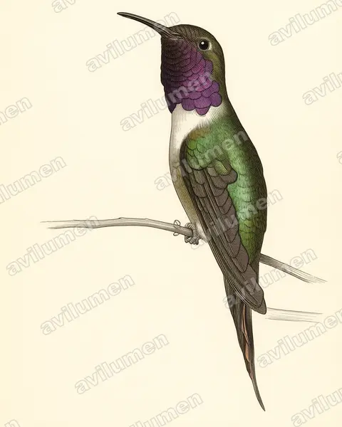 Illustration im Stil Historische Tafel: Inaguasternkolibri (Calliphlox lyrura)