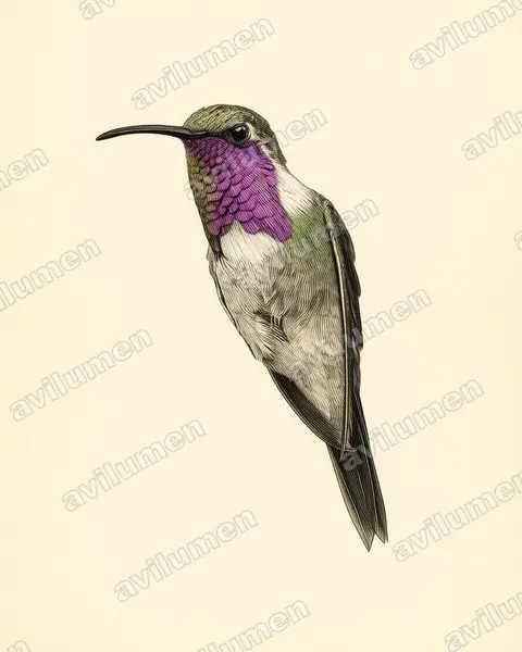 Illustration Planche ancienne : Calothorax lucifer (Colibri lucifer)
