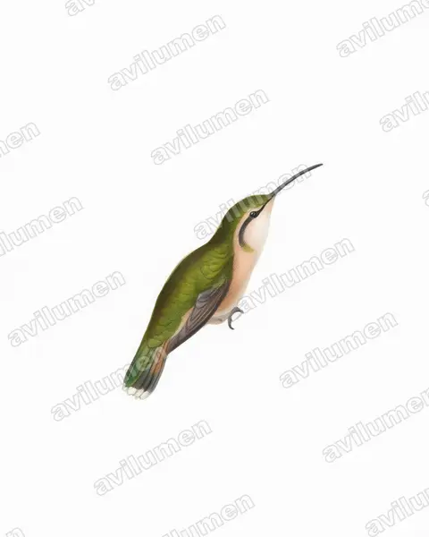 Illustration Aquarelle : Calothorax pulcher (Colibri charmant)