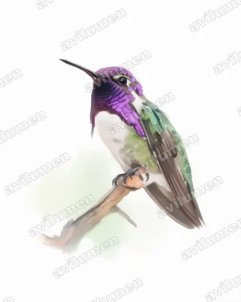 Ilustración en Acuarela: Calypte costae (Colibrí de Costa​)