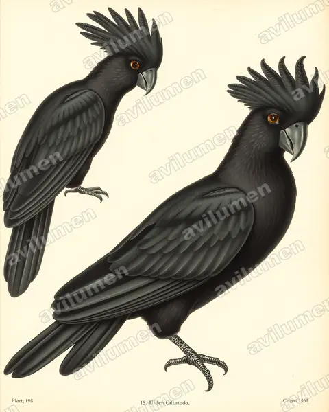 Illustration Planche ancienne : Calyptorhynchus lathami (Cacatoès de Latham)