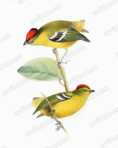 Watercolor illustration: Calyptura cristata (Kinglet Calyptura)