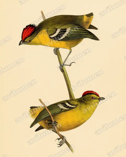 Vintage plate illustration: Calyptura cristata (Kinglet Calyptura)