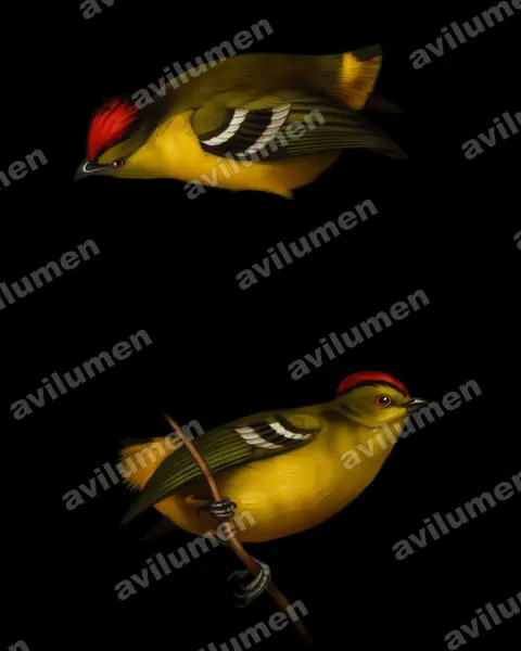 Oil illustration: Calyptura cristata (Kinglet Calyptura)