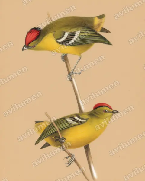 Colored pencil illustration: Calyptura cristata (Kinglet Calyptura)