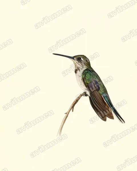 干旱林刀翅蜂鸟（Campylopterus calcirupicola）的古典图版插画
