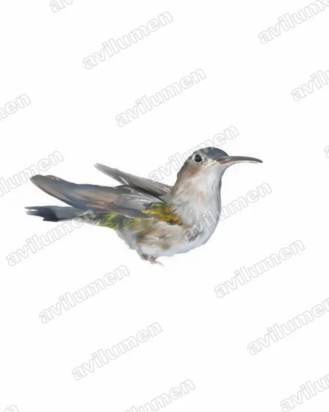 Illustration Aquarelle : Campylopterus curvipennis (Campyloptère pampa)