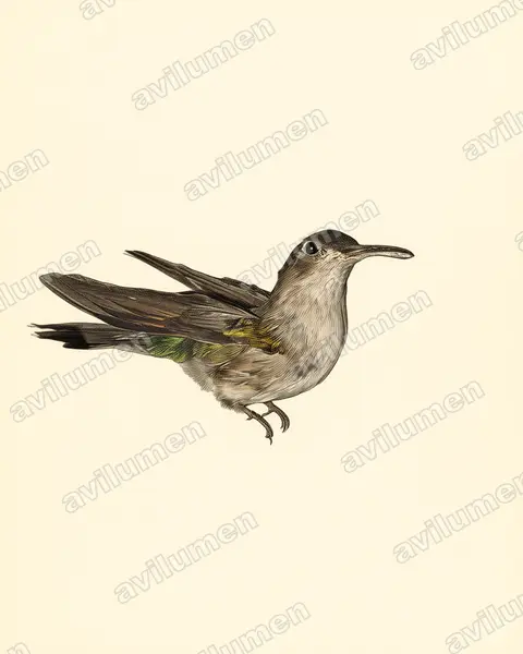 Illustration Planche ancienne : Campylopterus curvipennis (Campyloptère pampa)