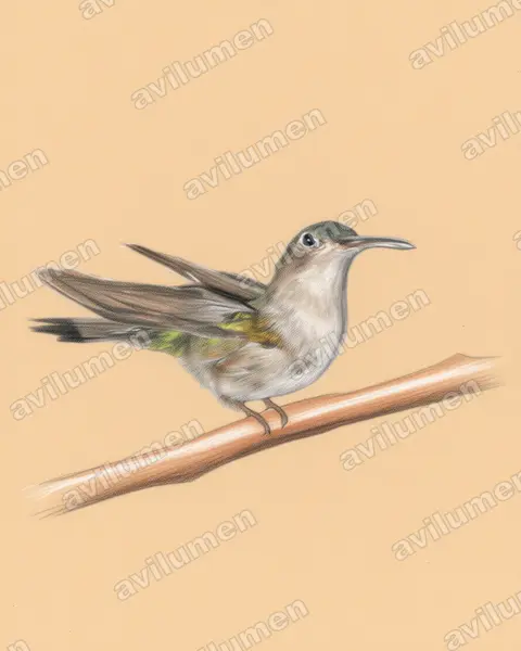 Illustration Crayon de couleur : Campylopterus curvipennis (Campyloptère pampa)
