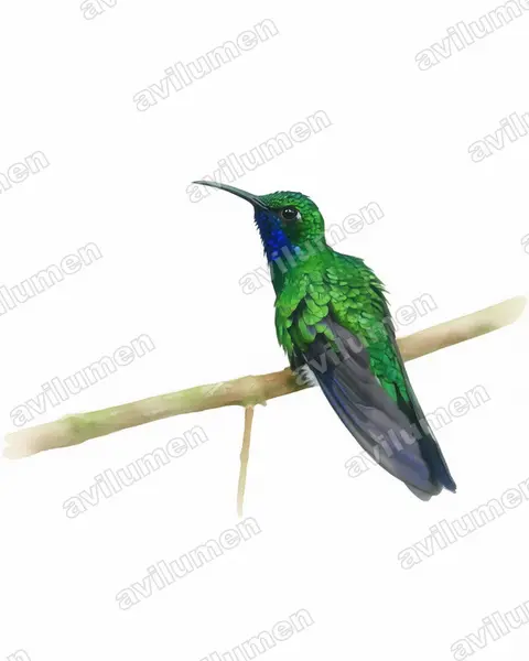 Illustration im Stil Aquarell: Weißschwanz-Degenflügel (Campylopterus ensipennis)