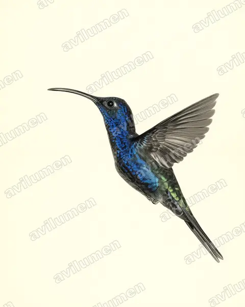 Illustration im Stil Historische Tafel: Violettdegenflügel (Campylopterus hemileucurus)