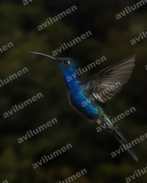 Illustration im Stil Öl: Violettdegenflügel (Campylopterus hemileucurus)