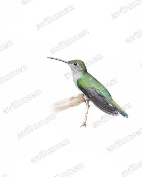 Illustration Aquarelle : Campylopterus largipennis (Campyloptère à ventre gris)