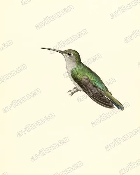 Illustration Planche ancienne : Campylopterus largipennis (Campyloptère à ventre gris)
