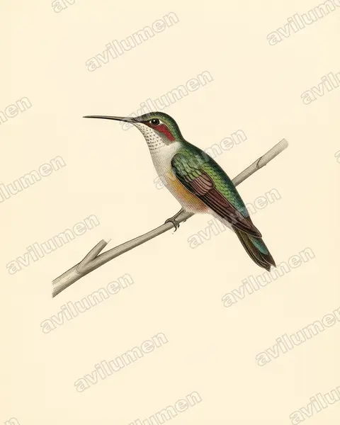 Ilustración en Lámina antigua: Campylopterus pampa (Pampa pampa)