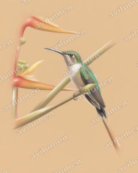 Ilustración en Lápiz de color: Campylopterus pampa (Pampa pampa)