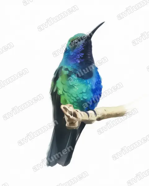 Illustration im Stil Aquarell: Santa-Marta-Degenflügel (Campylopterus phainopeplus)