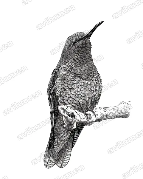 Illustration im Stil Tusche: Santa-Marta-Degenflügel (Campylopterus phainopeplus)