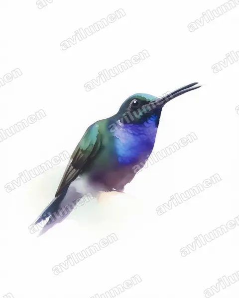 Illustration im Stil Aquarell: Napodegenflügel (Campylopterus villaviscensio)