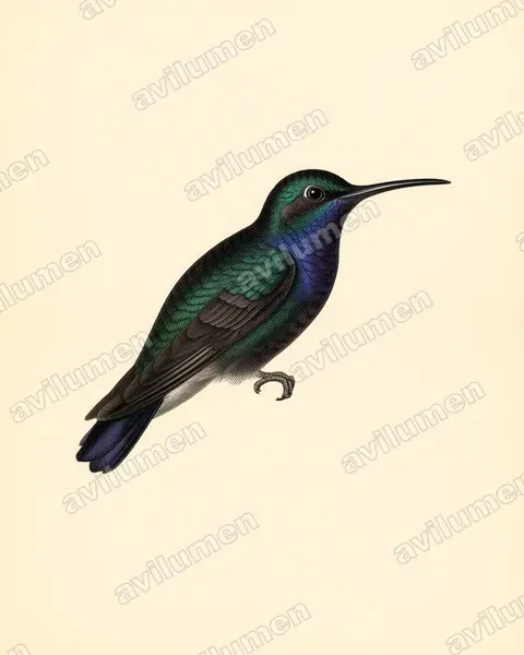 Illustration im Stil Historische Tafel: Napodegenflügel (Campylopterus villaviscensio)
