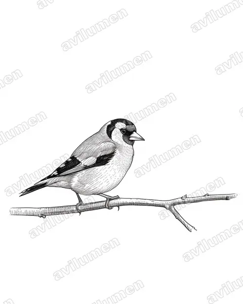 Illustration im Stil Tusche: Stieglitz (Carduelis carduelis)