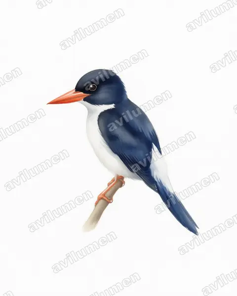 Watercolor illustration: Caridonax fulgidus (Glittering Kingfisher)