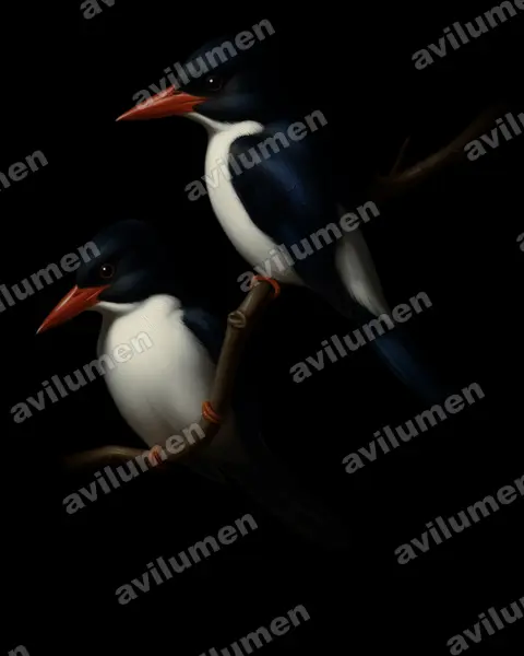 Oil illustration: Caridonax fulgidus (Glittering Kingfisher)