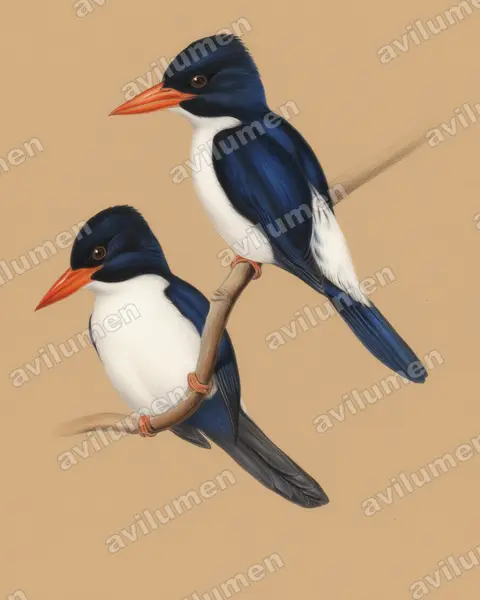 Colored pencil illustration: Caridonax fulgidus (Glittering Kingfisher)