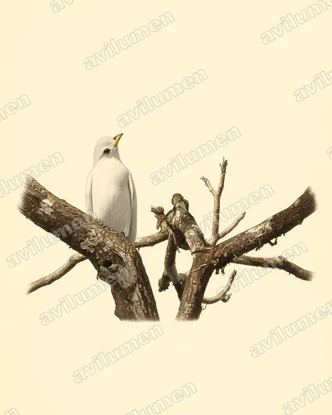 Ilustración en Lámina antigua: Carpodectes antoniae (Cotinga piquiamarillo​)