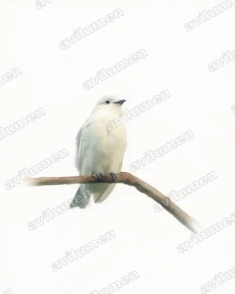 Watercolor illustration: Carpodectes hopkei (Black-tipped Cotinga)