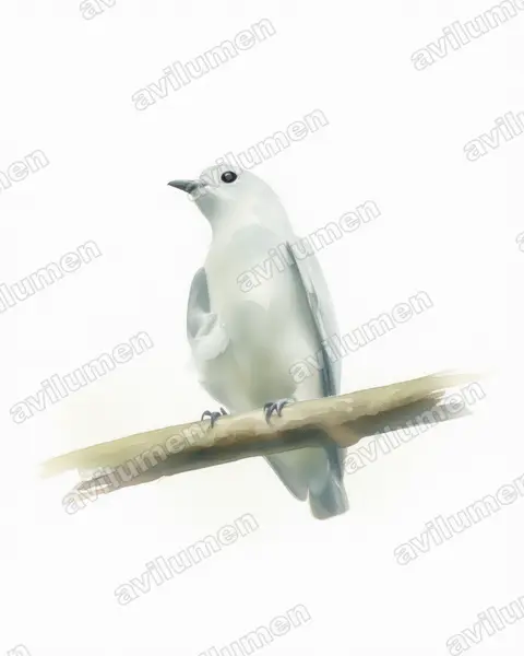 Illustration im Stil Aquarell: Snowy Cotinga (Carpodectes nitidus)