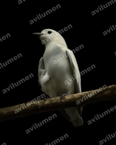 Illustration im Stil Öl: Snowy Cotinga (Carpodectes nitidus)