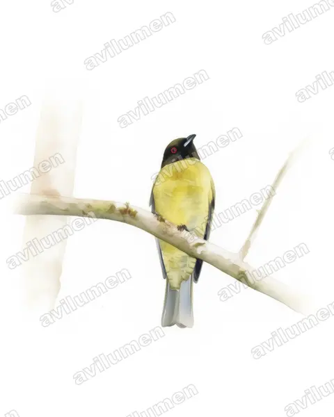 Illustration Aquarelle : Carpornis melanocephala (Black-headed Berryeater)