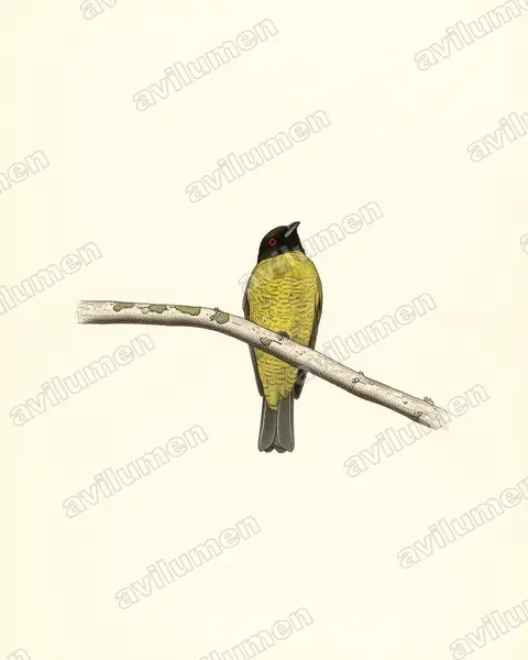 Illustration Planche ancienne : Carpornis melanocephala (Black-headed Berryeater)