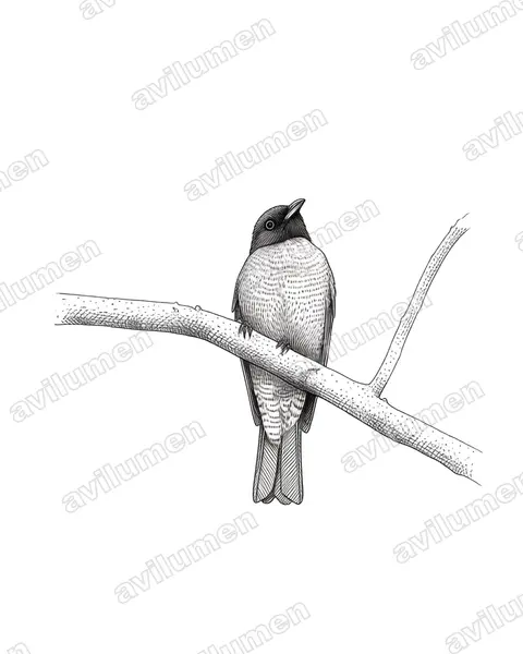 Illustration Encre : Carpornis melanocephala (Black-headed Berryeater)